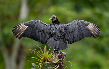 Naklejka premium Black Vulture in Costa Rica 
