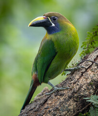A toucanet in Costa Rica 
