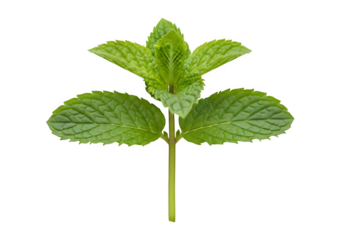 Mint leaves with stem isolated on a transparent or white background. PNG

