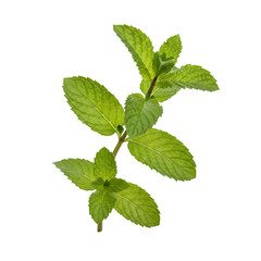 Mint leaves with stem isolated on a transparent or white background. PNG
