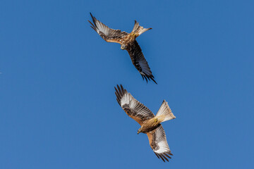 Rotmilan (Milvus milvus)