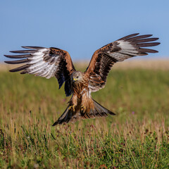 Rotmilan (Milvus milvus)