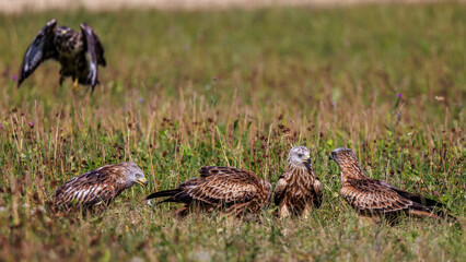 Rotmilan (Milvus milvus)