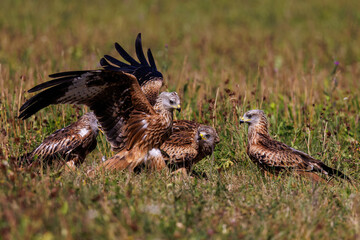 Rotmilane (Milvus milvus) streiten sich
