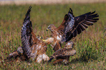 Rotmilane (Milvus milvus) streiten sich