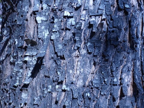 Tree bark
