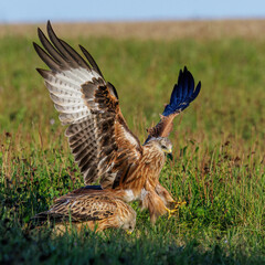 Rotmilan (Milvus milvus)