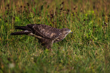 Mäusebussard (Buteo buteo)