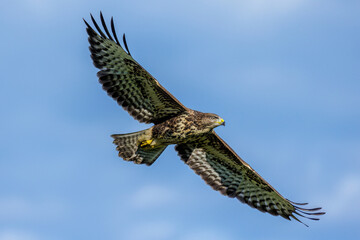 Mäusebussard (Buteo buteo)