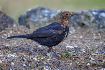 Amsel (Turdus merula) Männchen in der Mauser