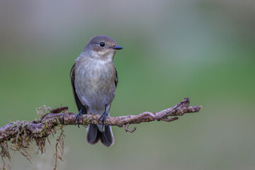 Fliegenschnäpper. Weibchen