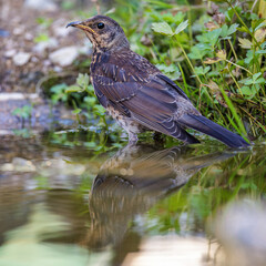 Wacholderdrossel (Turdus pilaris) Jungvogel