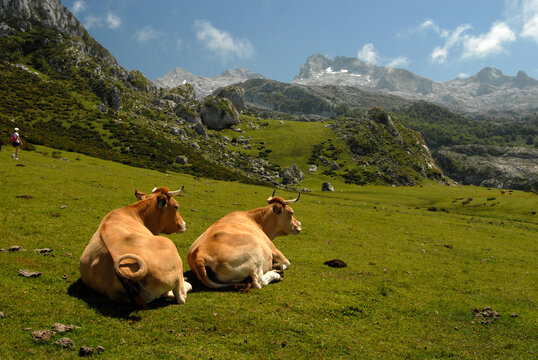 vacas en los lagos de covadonga en Asturias
