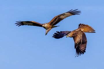 Rotmilan (Milvus milvus)