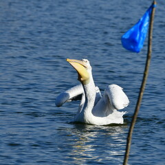 dalmatian pelican swalloving its fish,lake Kerkini,Greece