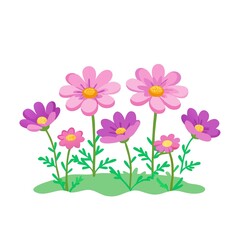 beautiful cosmos flower field