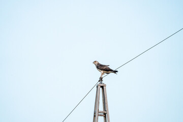 European short-toed eagle (Circaetus gallicus) photographed in Spain