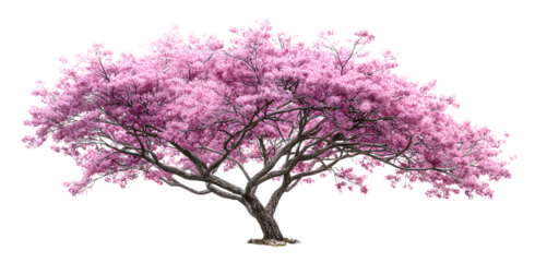 Cerisier du Japon en fleurs