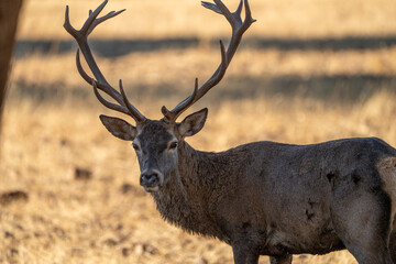 Obraz premium Red deer (Cervus elaphus) photographed in Spain