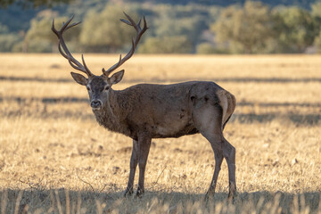 Fototapeta premium Red deer (Cervus elaphus) photographed in Spain