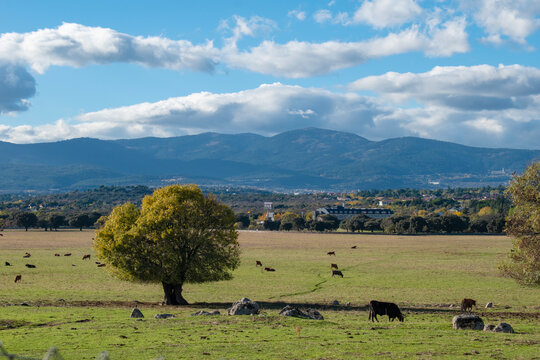 Landscape of the communal pastureland with trees and livestock, and in the background the Sierra de Guadarrama mountain range in Collado Villalba, province of Madrid, Spain.