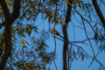 Serene Sky, Small Bird: A Long-Tailed Tit Perched in Autumn