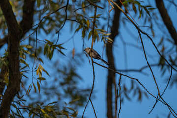 Serene Sky, Small Bird: A Long-Tailed Tit Perched in Autumn