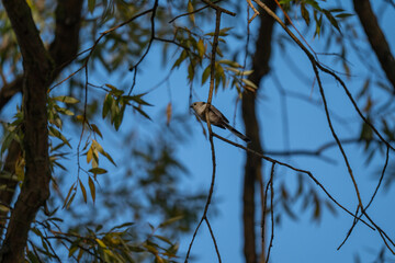 Serene Sky, Small Bird: A Long-Tailed Tit Perched in Autumn