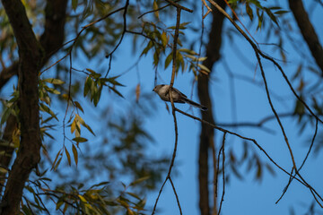 Serene Sky, Small Bird: A Long-Tailed Tit Perched in Autumn