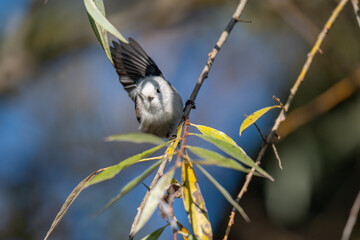 A Shy Moment: Long-Tailed Tit Looks Down