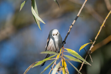 A Shy Moment: Long-Tailed Tit Looks Down