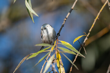 A Shy Moment: Long-Tailed Tit Looks Down