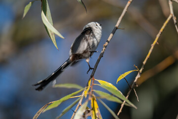 A Shy Moment: Long-Tailed Tit Looks Down