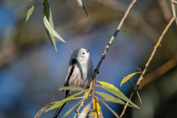 A Shy Moment: Long-Tailed Tit Looks Down