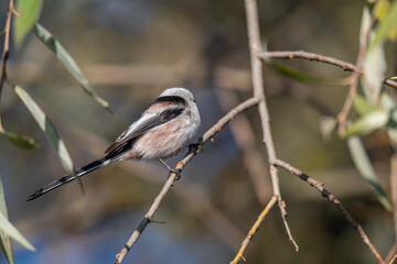 A Shy Moment: Long-Tailed Tit Looks Down