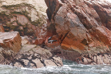 Fur seals rest on rocks in the ocean in Paracas National Park.