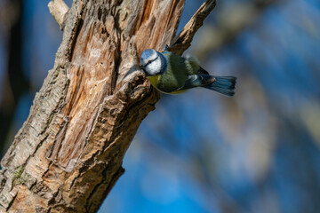 Little Blue Gem: A Blue Tit Looks Back