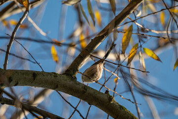 Small Long-Tailed Tit Bird Perched Amidst Autumn Leaves and Blue Sky