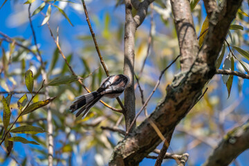 Small Long-Tailed Tit Bird Perched Amidst Autumn Leaves and Blue Sky