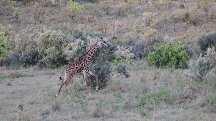 A giraffe standing tall in the African savanna, highlighting its long neck, graceful form, and peaceful presence in the wild.