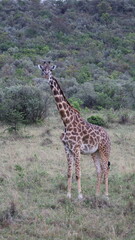 A giraffe standing tall in the African savanna, highlighting its long neck, graceful form, and peaceful presence in the wild.