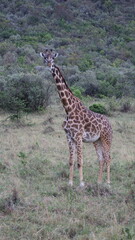 A giraffe standing tall in the African savanna, highlighting its long neck, graceful form, and peaceful presence in the wild.