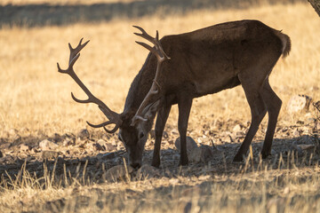 Red deer (Cervus elaphus) photographed in Spain