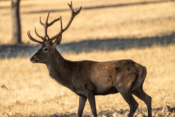 Obraz premium Red deer (Cervus elaphus) photographed in Spain