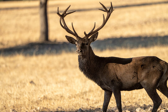 Red deer (Cervus elaphus) photographed in Spain
