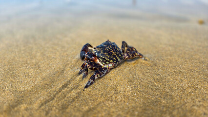 Close up of a small cute black crab, that walks on the the surface of the wet sand.