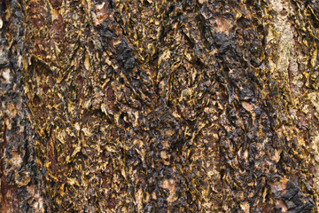 Texture of Douglas fir, wet tree bark, brown rough and grooved pattern of Douglas tree, Pseudotsuga menziesii