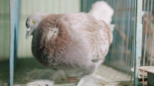 A Romagnol pigeon is playing alone.