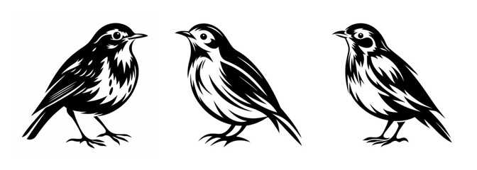 Three detailed sketches of small songbirds in monochrome showing their feather detail and form