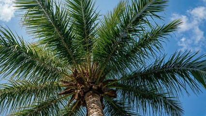 Fototapeta premium A tall palm tree with lush green fronds against a bright blue sky with some clouds.